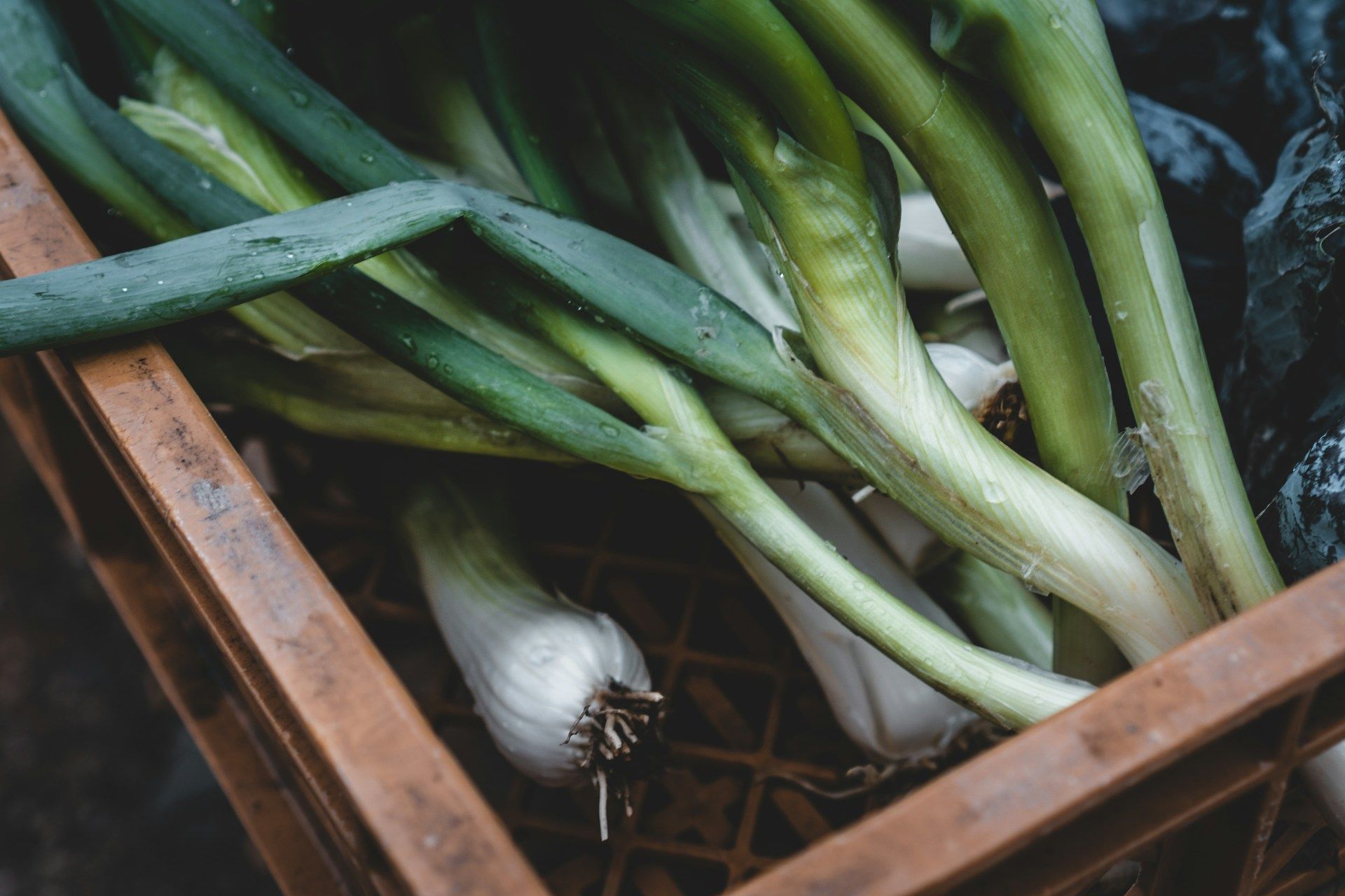 Comment conserver ses poireaux plus longtemps ? Astuce naturelle.