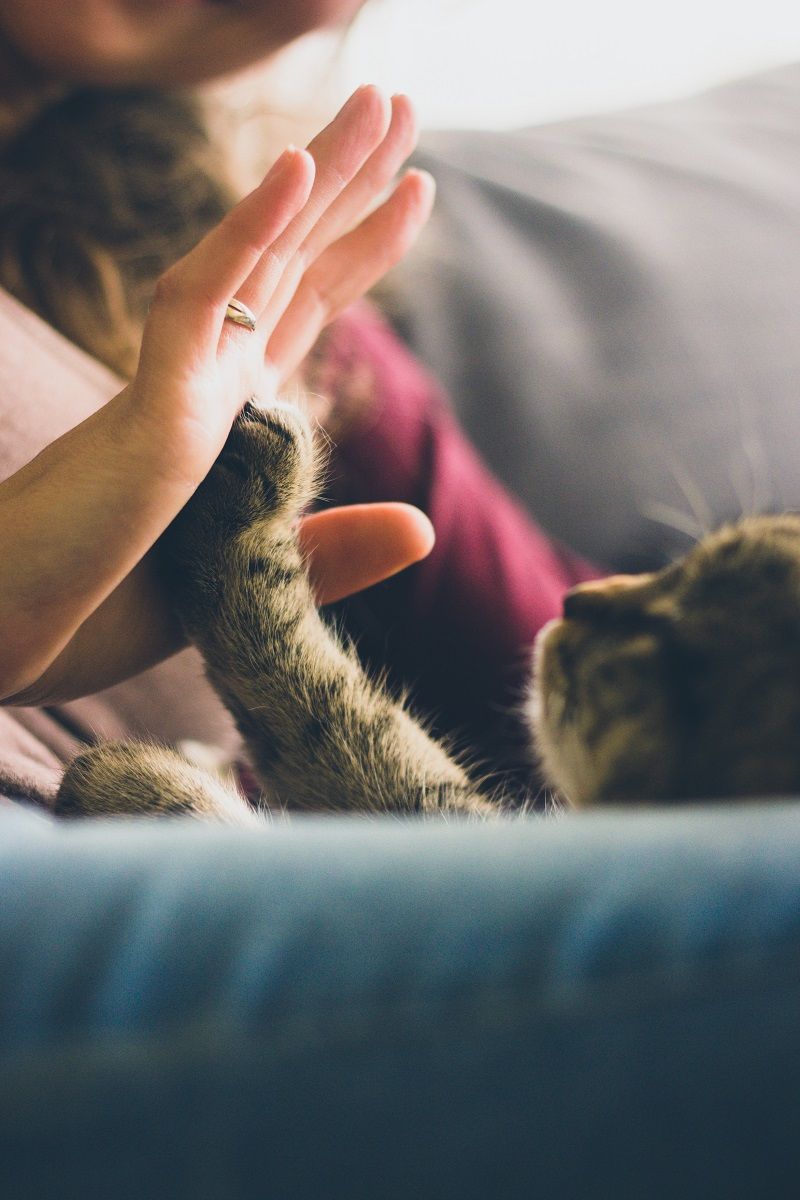 jouer-avec-son-chaton