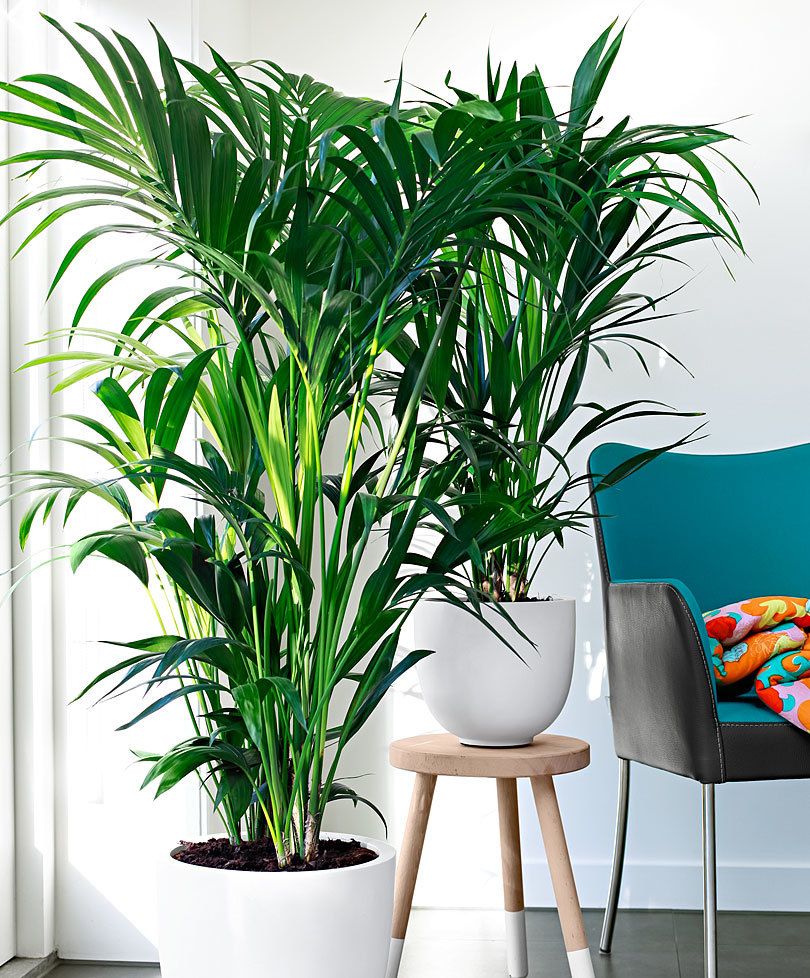 kentia-plante-salon