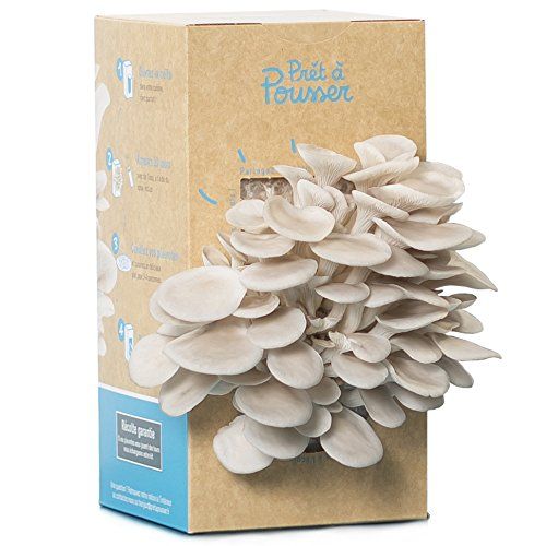 kit-champignon-pret-a-pousser