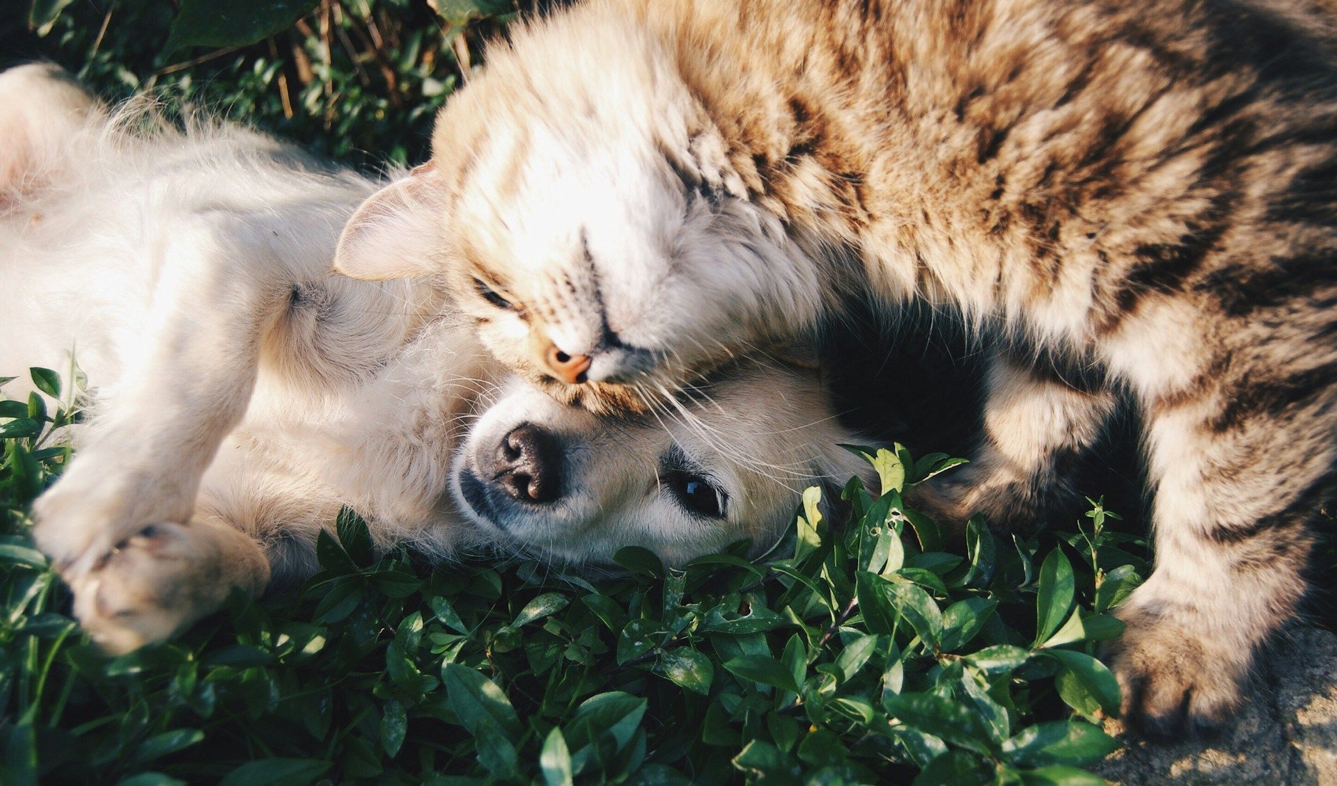 Quelles sont les races de chien les plus affectueuses ?