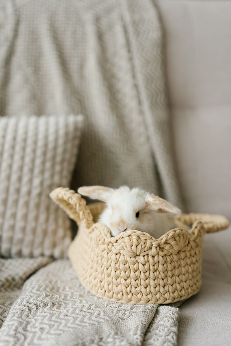 lapin-blanc-panier