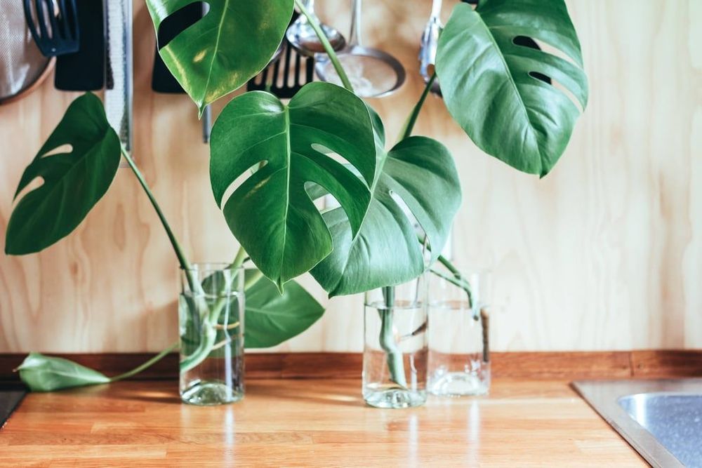 4 choses à éviter absolument pour ne pas faire mourir vos plantes d'intérieur | So Busy Girls