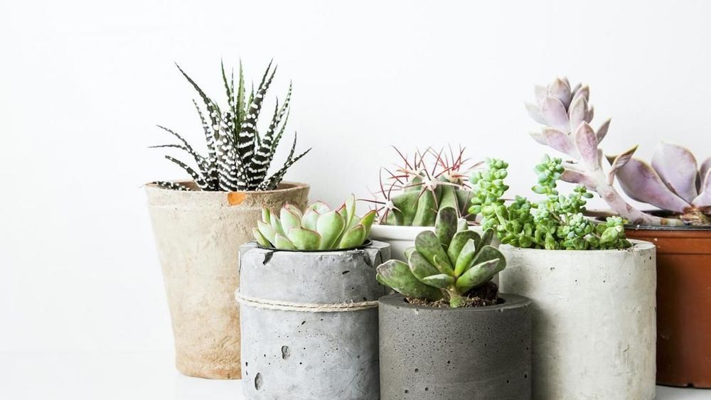 5 plantes à mettre dans votre maison pour purifier l'air intérieur | So Busy Girls
