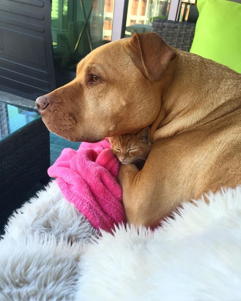 Cette chienne se prend pour la maman du chaton, et ces 2 là sont devenus inséparables ! | So Busy Girls