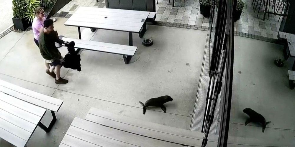 Nouvelle-Zélande : ce bébé otarie s’invite dans un bar et déclenche une scène totalement improbable | So Busy Girls