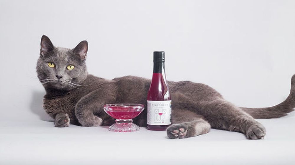Grâce à ce vin spécial, vous pourrez désormais trinquer avec votre chat ! | So Busy Girls