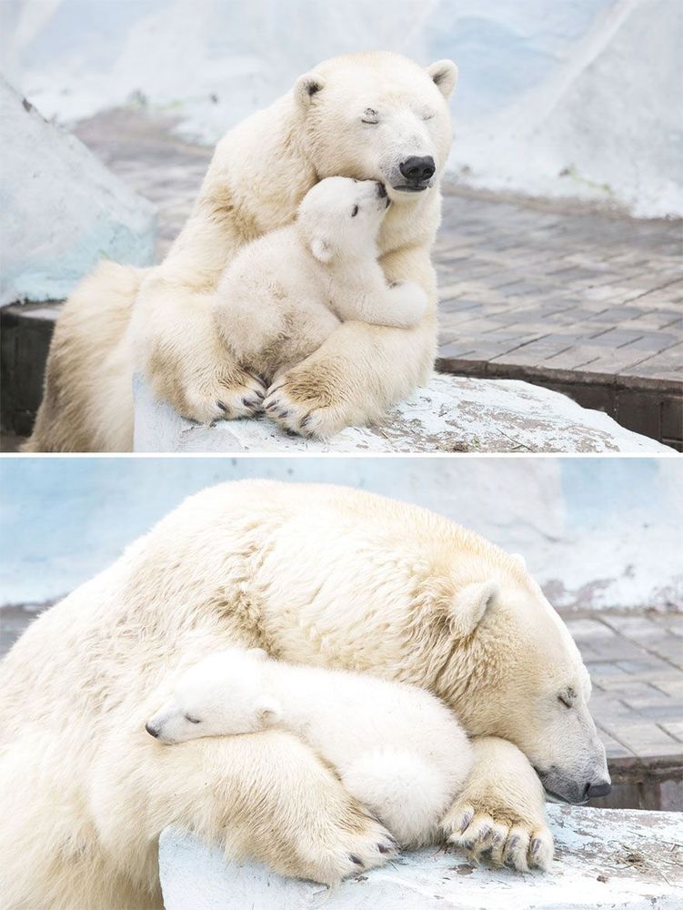 Ces mamans ourses et leur ourson sont vraiment trop mignons ! | So Busy Girls