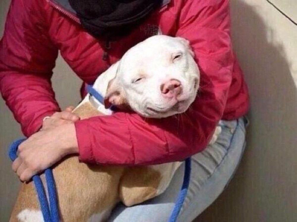 Ces 16 photos de chiens qui viennent de se faire adopter vont vous donner envie d'en recueillir un vous aussi ! | So Busy Girls