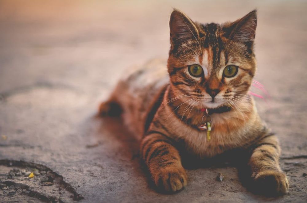 18 photos de chats tellement adorables que vous ne pourrez pas vous empêcher de sourire | So Busy Girls