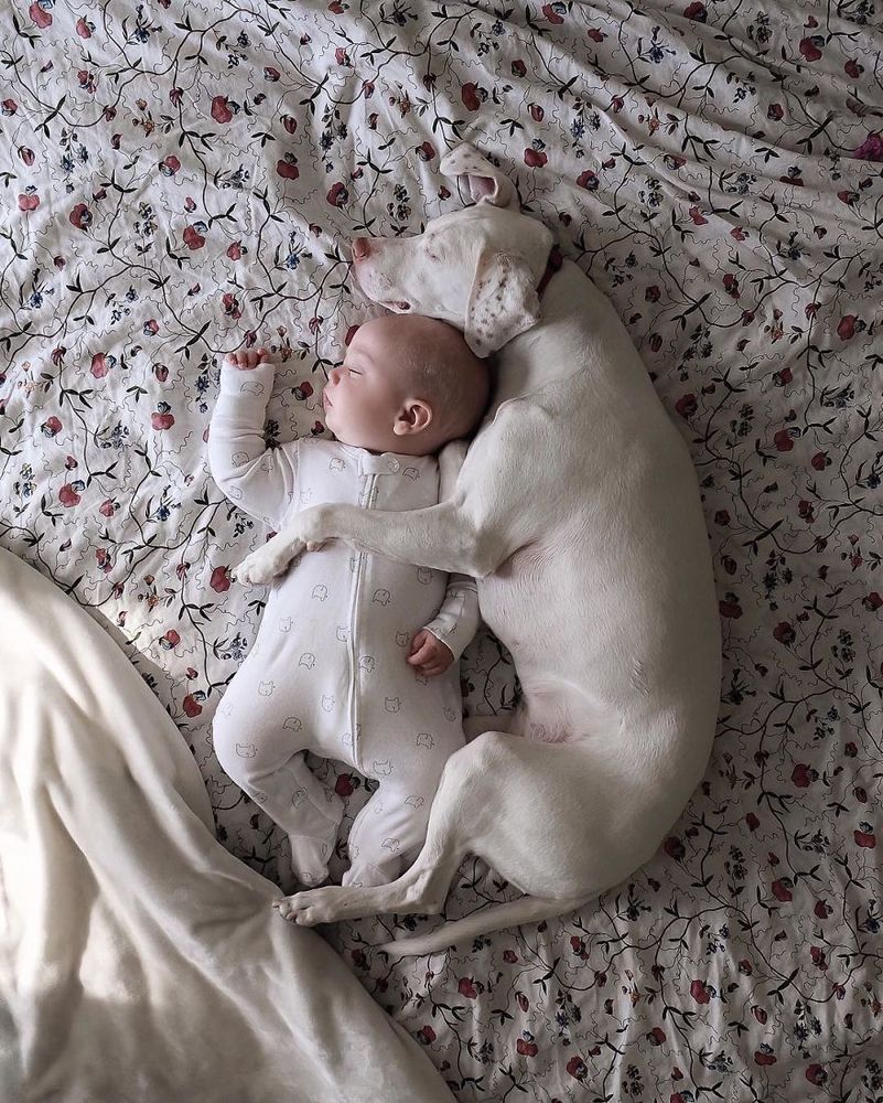 Ce bébé de 8 mois et cette chienne adorent faire la sieste ensemble... et ils sont trop mignons ! | So Busy Girls