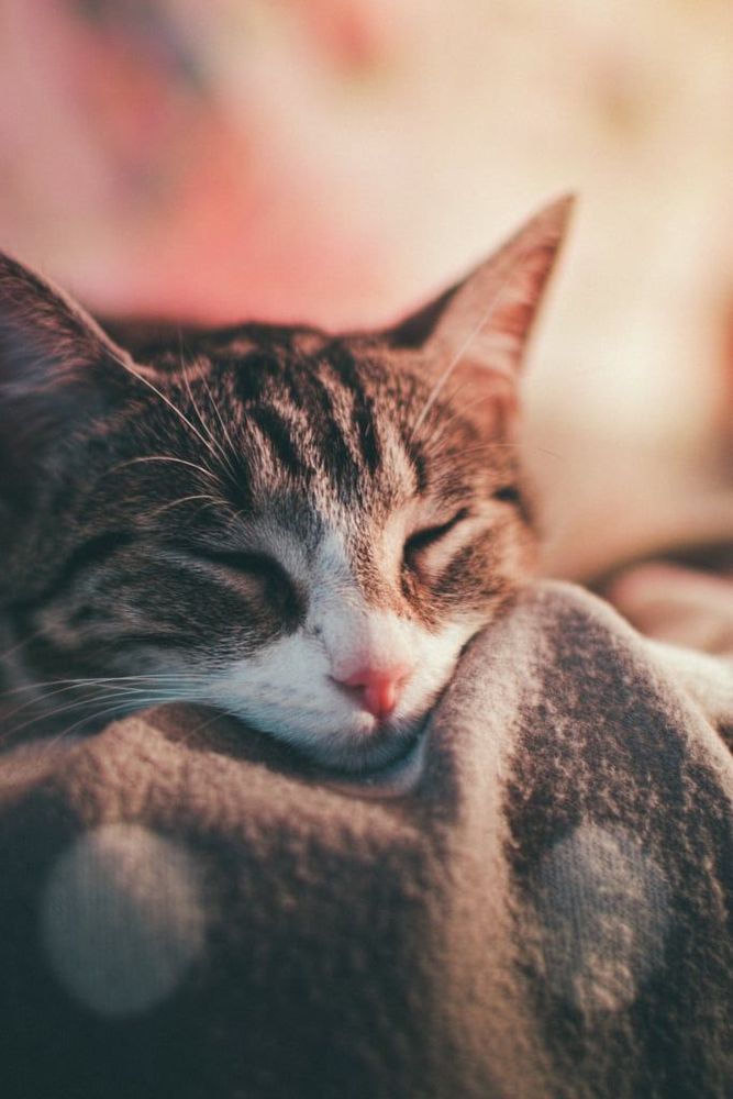 18 photos de chats tellement adorables que vous ne pourrez pas vous empêcher de sourire | So Busy Girls