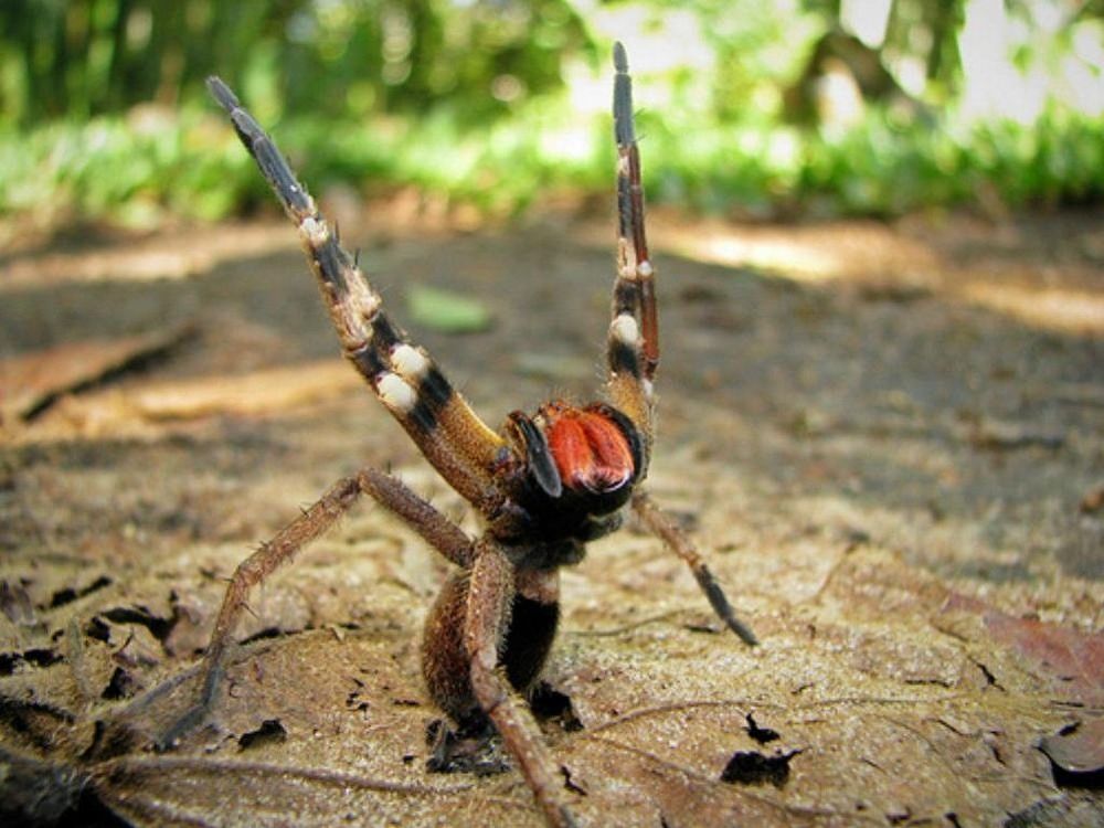 Une araignée peut-elle aider à avoir de meilleures érections ? (la réponse va beaucoup vous surprendre) | So Busy Girls