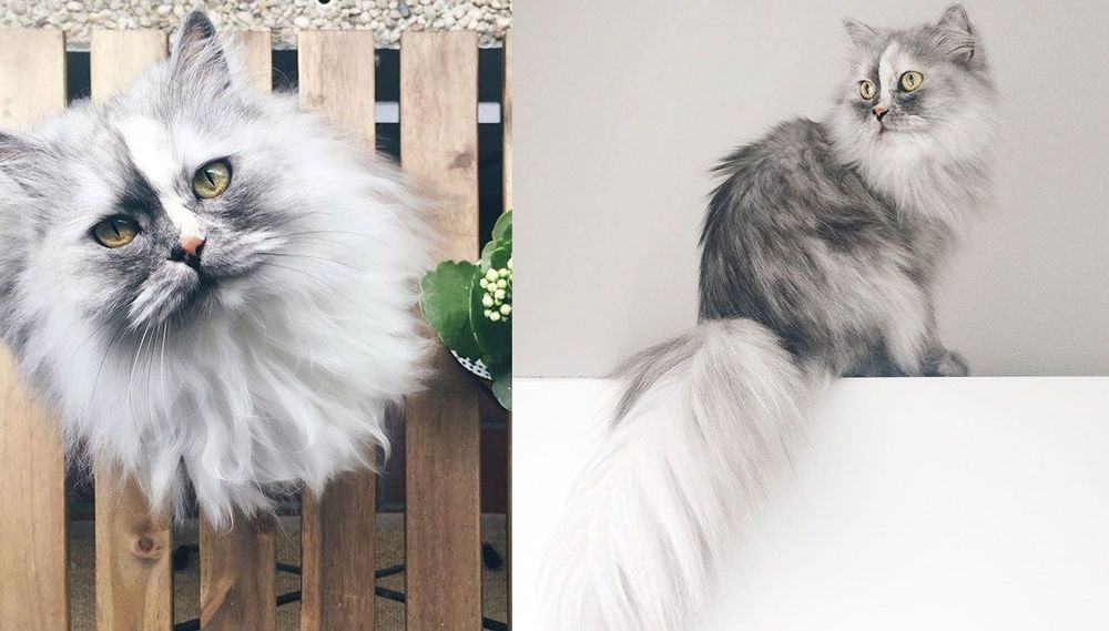 La fourrure de ce chat persan est tout simplement magnifique ! | So Busy Girls