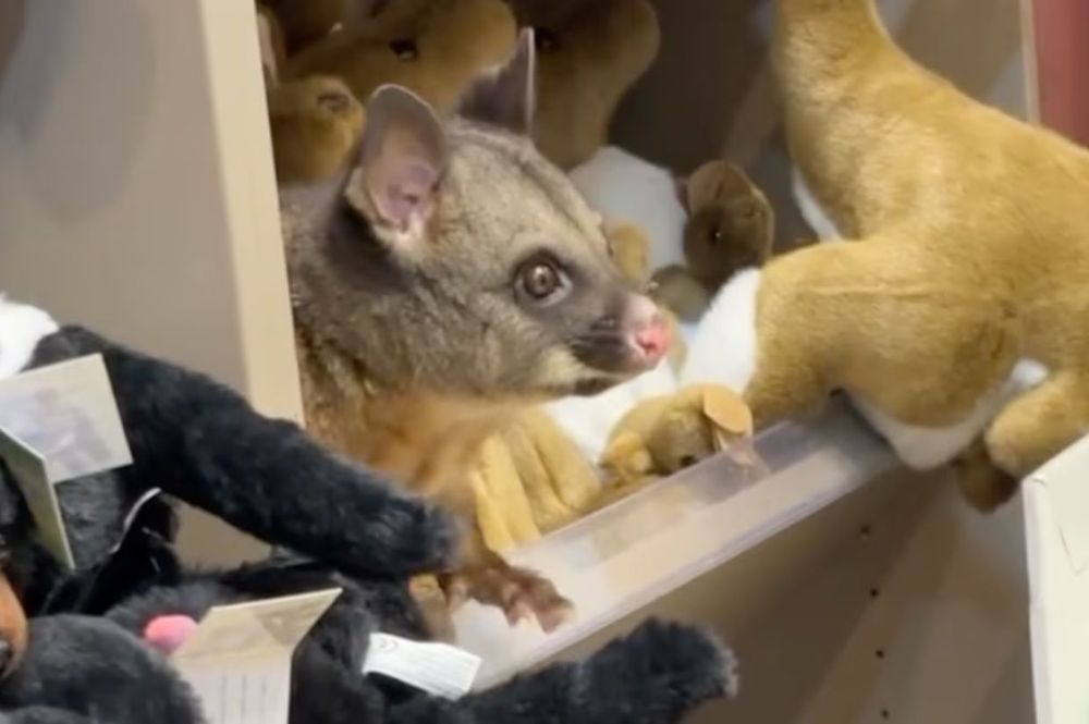 Personne n'avait remarqué cet animal parmi toutes les peluches : pourquoi cette vidéo adorable est devenue virale | So Busy Girls