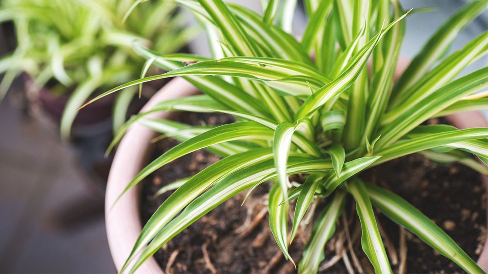 15 plantes qui éliminent la pollution de l'air | So Busy Girls