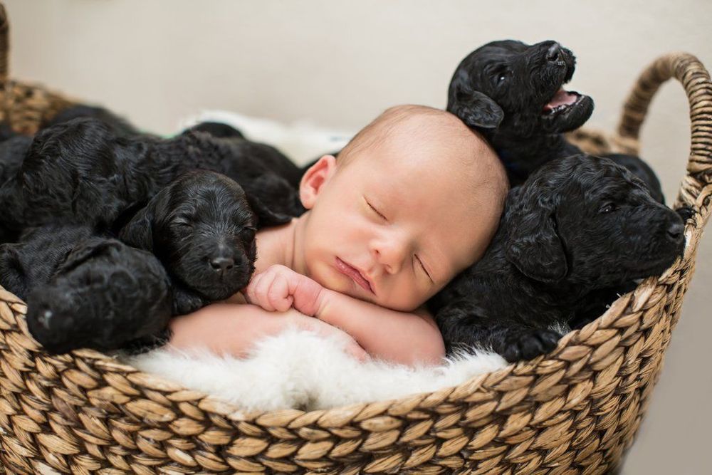 Ces photos de naissance avec 9 chiots qui entourent le bébé sont tout simplement adorables | So Busy Girls