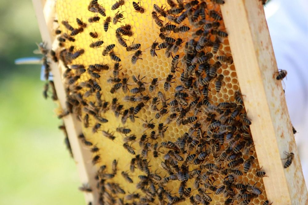 Les bienfaits de la crème pour pieds au miel de Manuka : réparateur et nourrissant | So Busy Girls