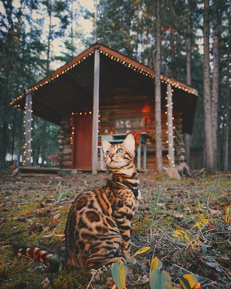 Découvrez Suki, le chat Bengal qui fait le tour du monde avec sa maîtresse | So Busy Girls