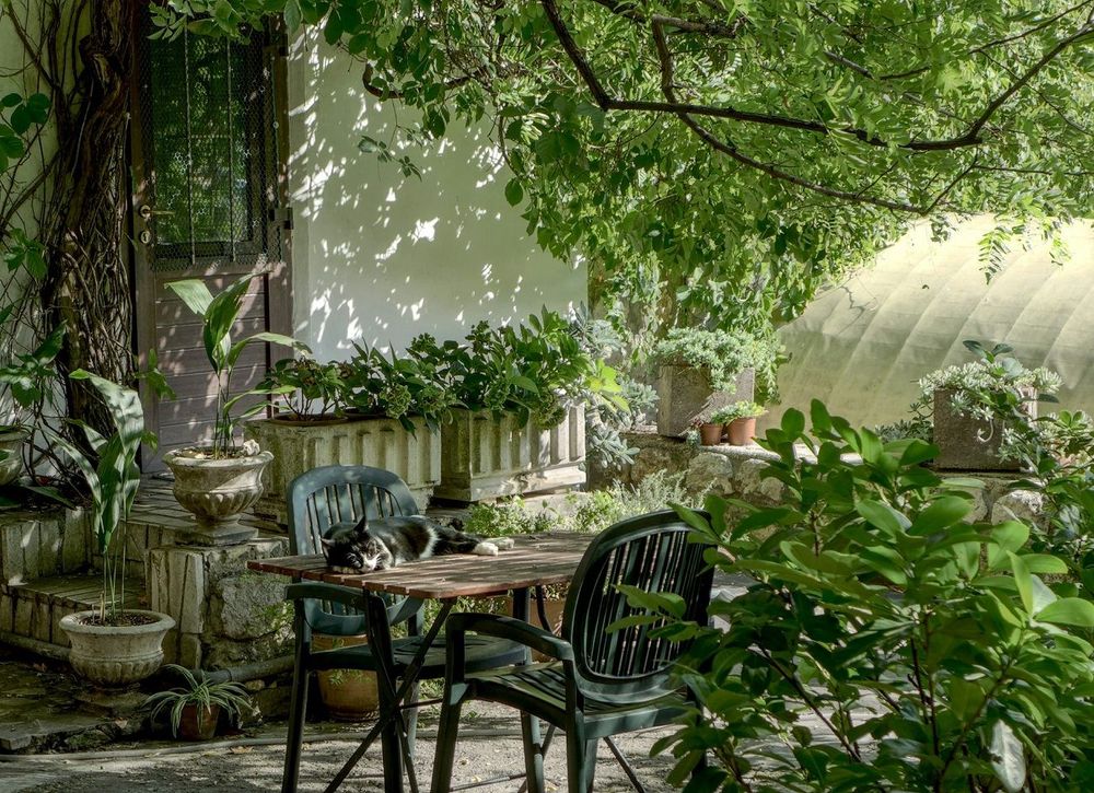 Canicule : comment les plantes d’extérieur rafraîchissent vraiment votre logement | So Busy Girls