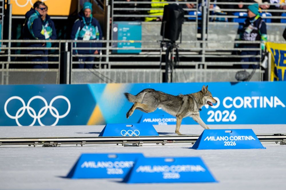 Vidéo JO 2026 : ce chien-loup s’invite sur la ligne d’arrivée d’une course de ski de fond et devient l’image la plus surprenante des JO d'hiver | So Busy Girls