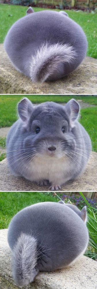15 animaux tout ronds qui rouleront vers votre coeur illico | So Busy Girls