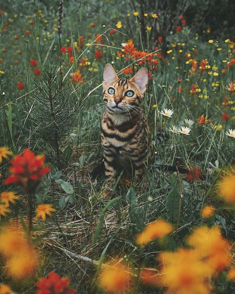 Découvrez Suki, le chat Bengal qui fait le tour du monde avec sa maîtresse | So Busy Girls