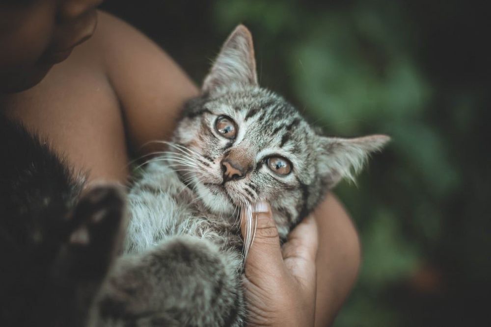 18 photos de chats tellement adorables que vous ne pourrez pas vous empêcher de sourire | So Busy Girls