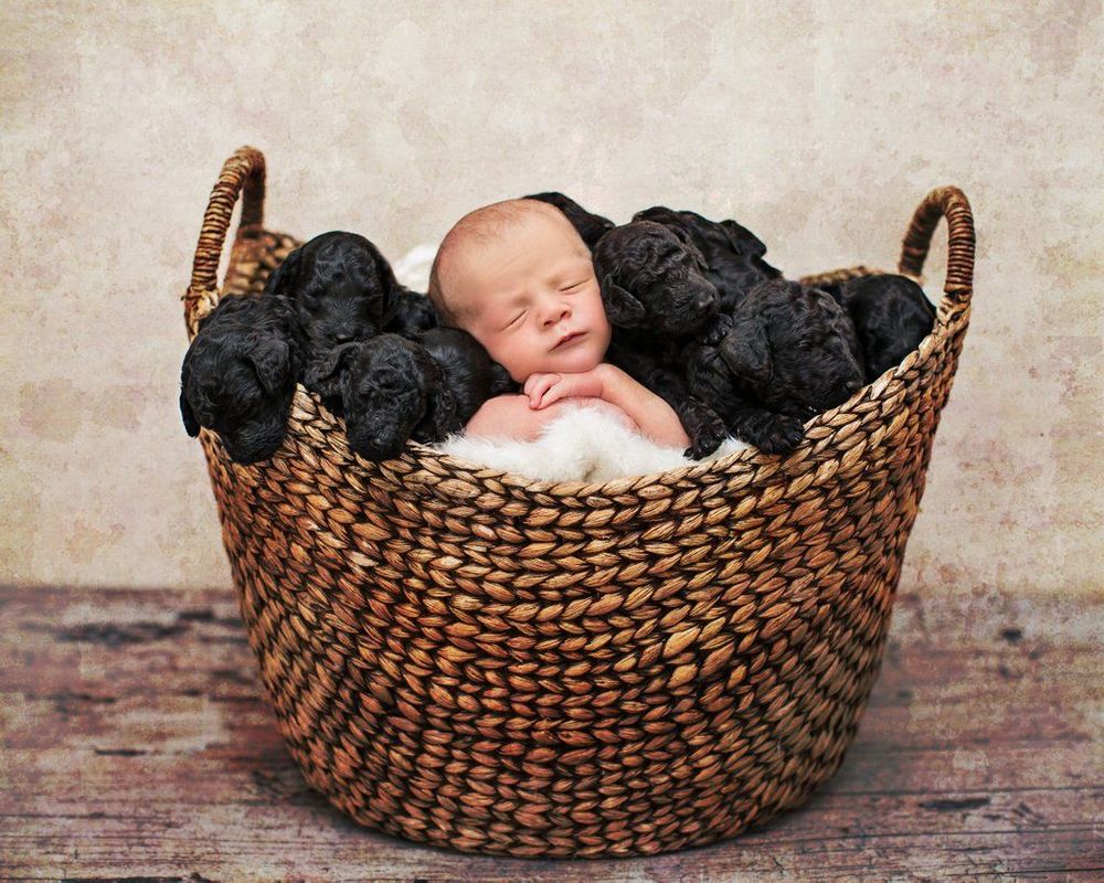 Ces photos de naissance avec 9 chiots qui entourent le bébé sont tout simplement adorables | So Busy Girls