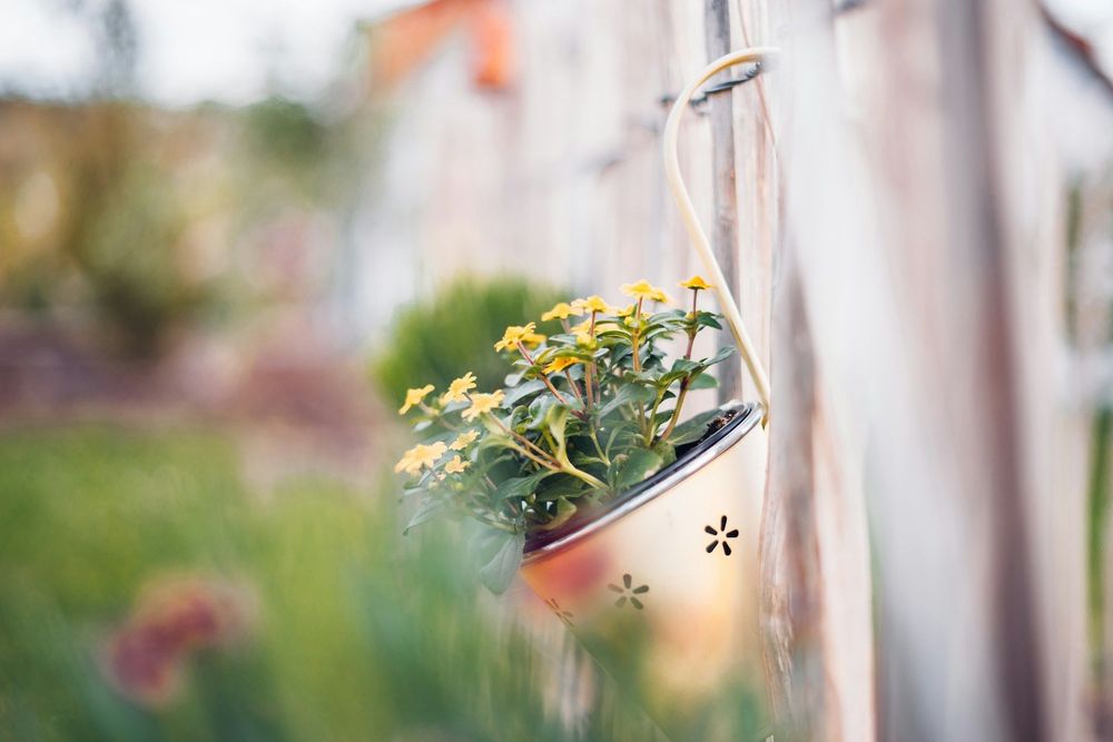 Dites adieu aux moustiques : cette plante facile à faire pousser chez soi les fait fuir ! | So Busy Girls