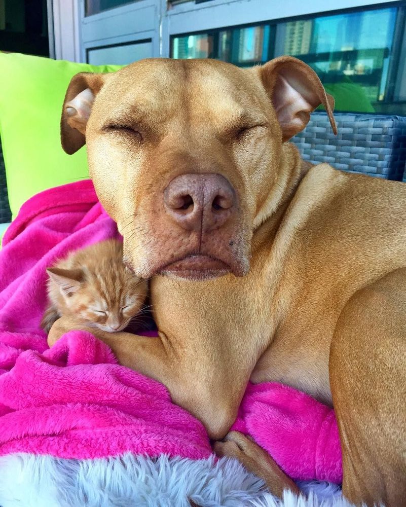 Cette chienne se prend pour la maman du chaton, et ces 2 là sont devenus inséparables ! | So Busy Girls
