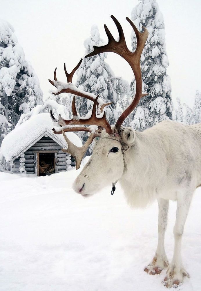 15 photos qui montrent que la Laponie est l’endroit le plus magique pour fêter Noël | So Busy Girls