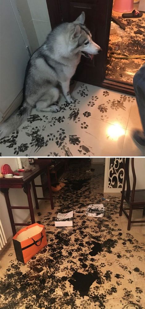 16 moments où des gens ont laissé leur animal seul, mais l'ont très vite regretté | So Busy Girls