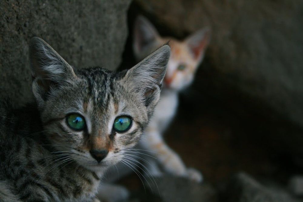 18 photos de chats tellement adorables que vous ne pourrez pas vous empêcher de sourire | So Busy Girls