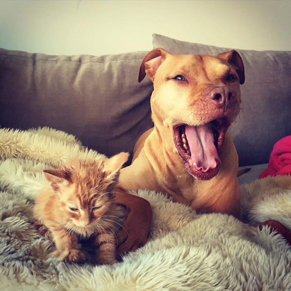 Cette chienne se prend pour la maman du chaton, et ces 2 là sont devenus inséparables ! | So Busy Girls