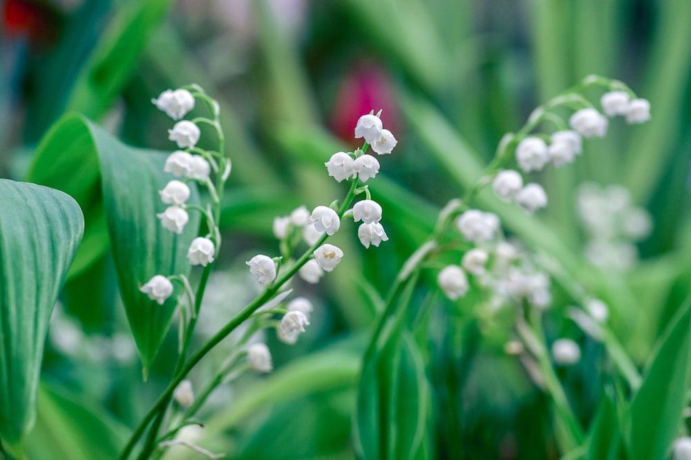 Pourquoi offrons-nous du muguet le 1er mai ? | So Busy Girls