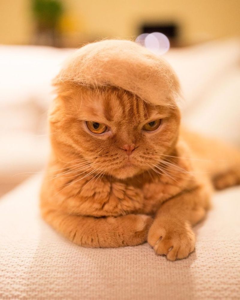 13 chats avec des chapeaux sur la tête faits de leurs propres poils | So Busy Girls
