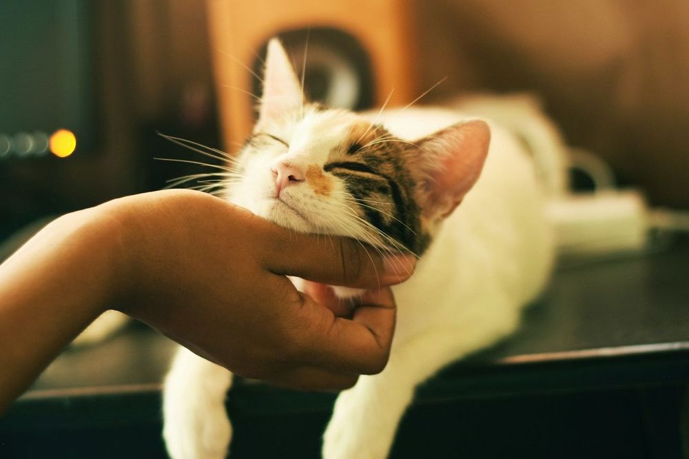 Canicule : comment savoir si votre animal souffre de la chaleur ? | So Busy Girls
