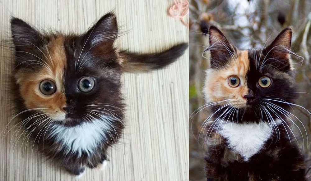 Voici Yana, l'adorable chatte aux deux visages qui va vous faire craquer ! | So Busy Girls