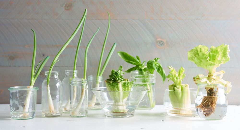 10 fruits et légumes que vous pouvez faire repousser à l'infini | So Busy Girls