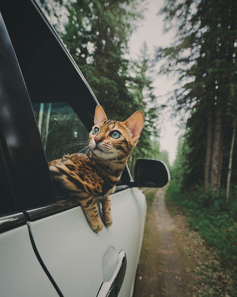 Découvrez Suki, le chat Bengal qui fait le tour du monde avec sa maîtresse | So Busy Girls