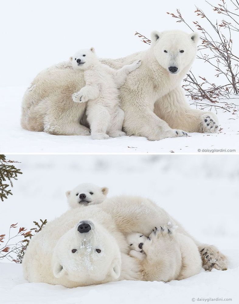 Ces mamans ourses et leur ourson sont vraiment trop mignons ! | So Busy Girls