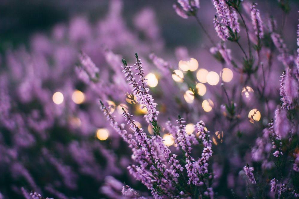Voici les bienfaits insoupçonnés de la lavande sur le sommeil | So Busy Girls