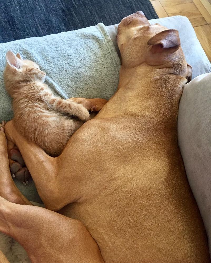 Cette chienne se prend pour la maman du chaton, et ces 2 là sont devenus inséparables ! | So Busy Girls