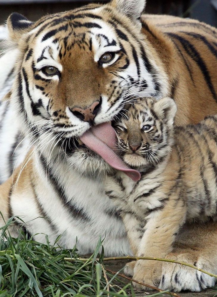 17 animaux adorables qui pourront toujours compter sur l'amour de leur mère | So Busy Girls