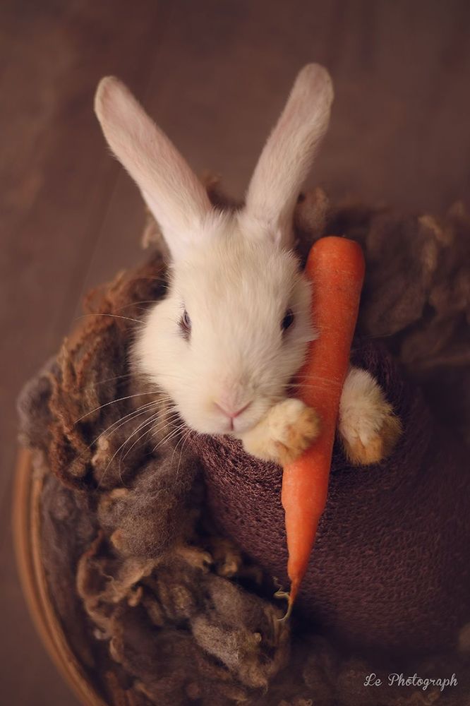 Ce bébé lapin est tellement mignon que vous allez avoir envie de lui faire un câlin | So Busy Girls