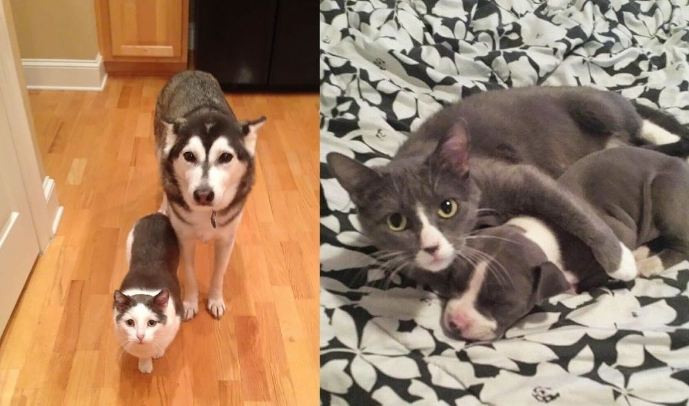 18 animaux qui se ressemblent comme 2 gouttes d'eau ! | So Busy Girls