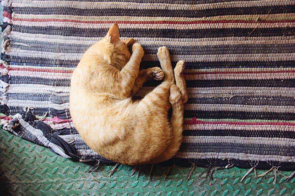 18 photos de chats tellement adorables que vous ne pourrez pas vous empêcher de sourire | So Busy Girls