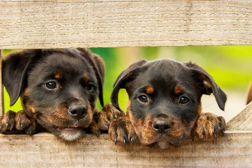 Le Rottweiler, un incroyable animal de compagnie | So Busy Girls