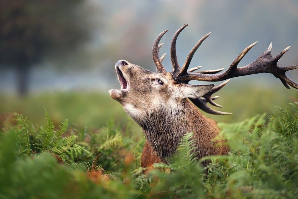 Brame du cerf en direct : et vous, seriez-vous prêt à regarder une vidéo de la forêt de Rambouillet pendant 504 heures ? | So Busy Girls